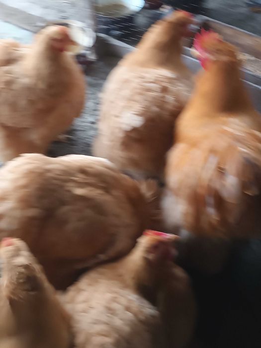 Brahma si cochinchina pui disponibili