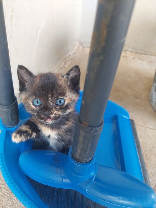 Отдам в добрые руки