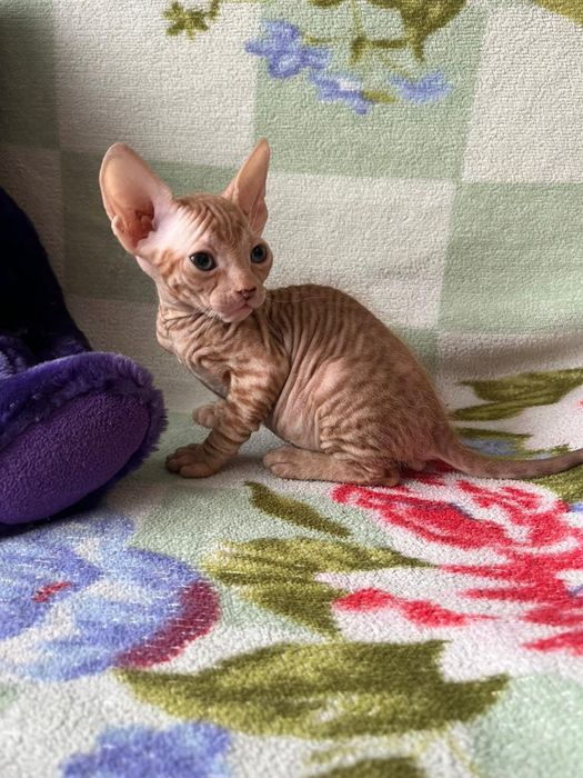 Донской сфинкс котята