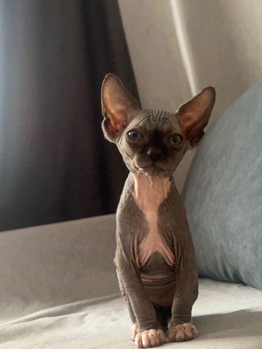 Котята сфинкс 11