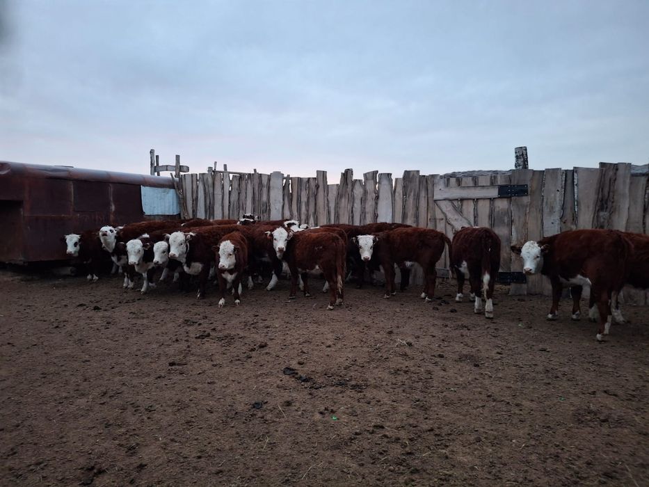 Ақ бас қашарлар сатылады 20 бас