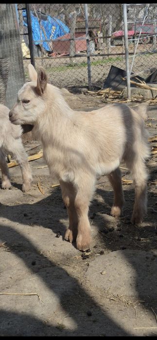 Capră cu ied și ieduță