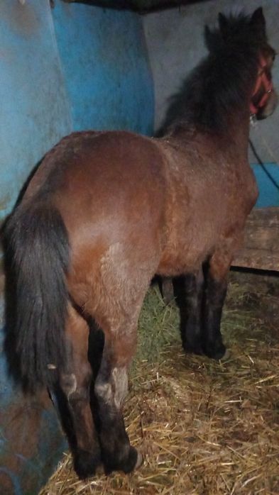 Vând mânz de 7 luni