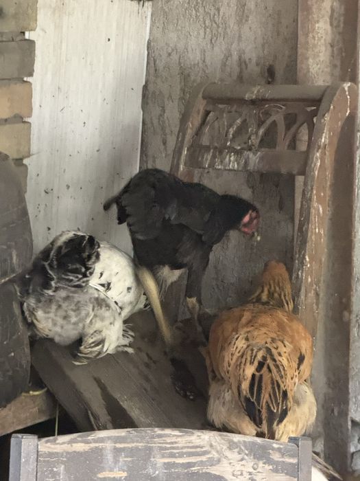 Продам цыплят подрощенных