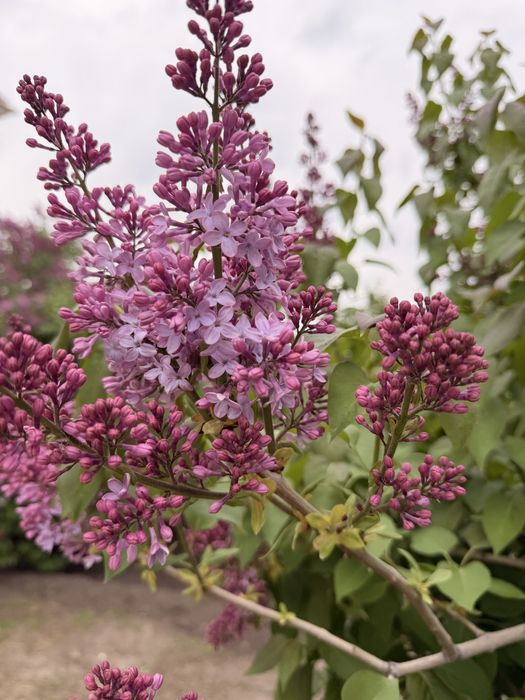 Апельская сирень