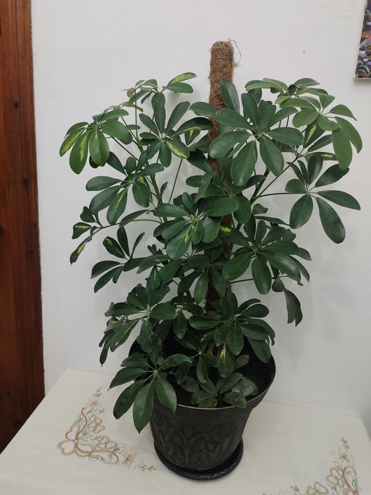 Шефлера комнатная