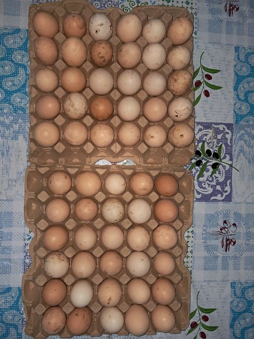 Уй жумырткалары таза