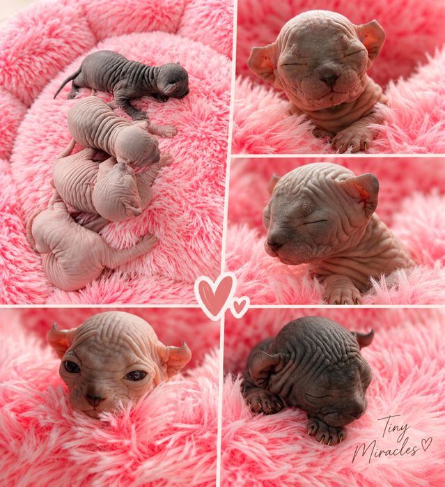 Pisicute Sphynx Elf
