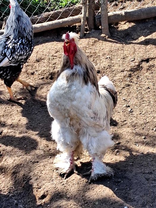Cocos Brahma 2025