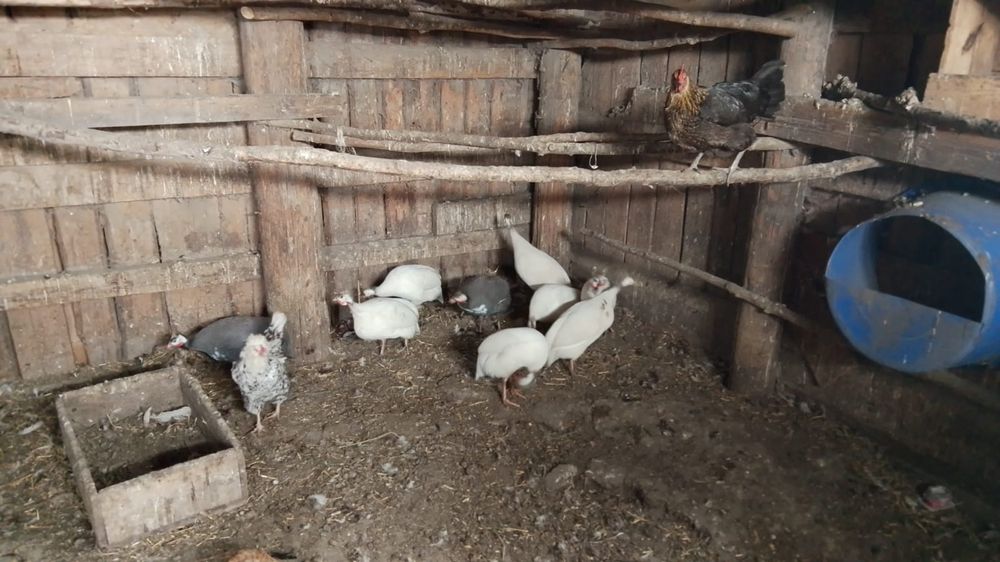 Продам семью цесарок