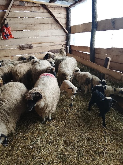 16 oi cu miei de vanzare