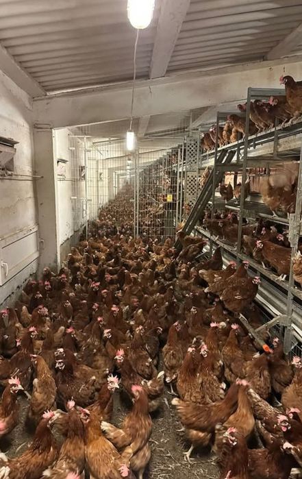 Ferma de găini vă oferim înspre vânzare găini roșii ouătoare