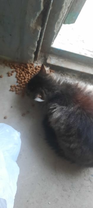 Кошка красивая и ласковая