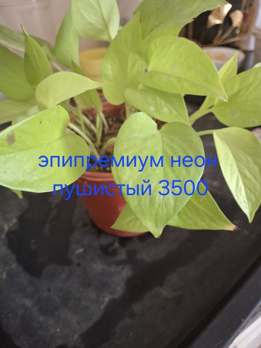 Комнатные растения домашние