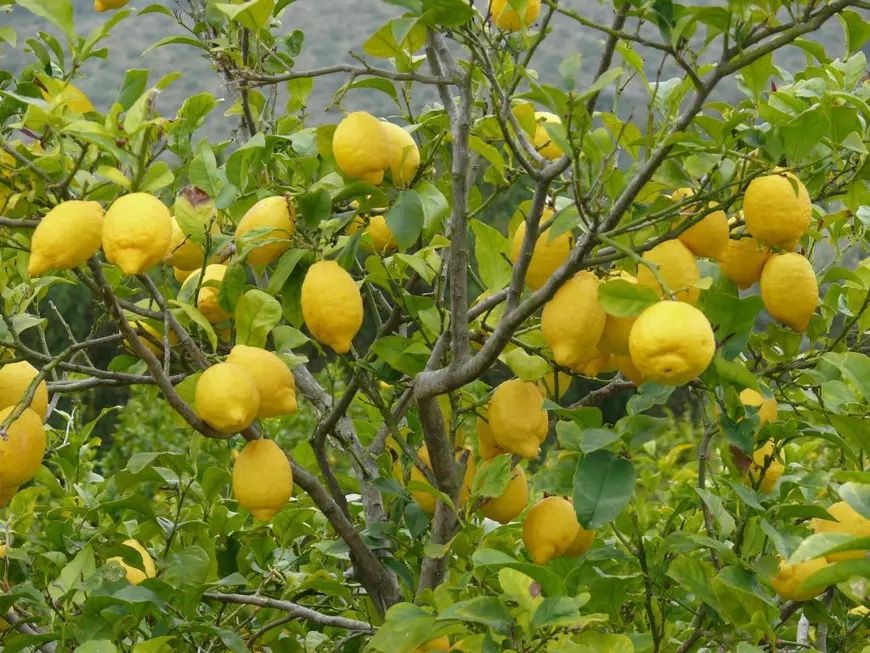 Lamai De Gradina (Rezistent la Ger)