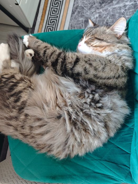 Отдам кота в хорошие руки