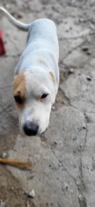 Собака мальчик белый