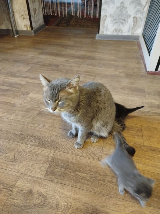 Мушик боллари билан