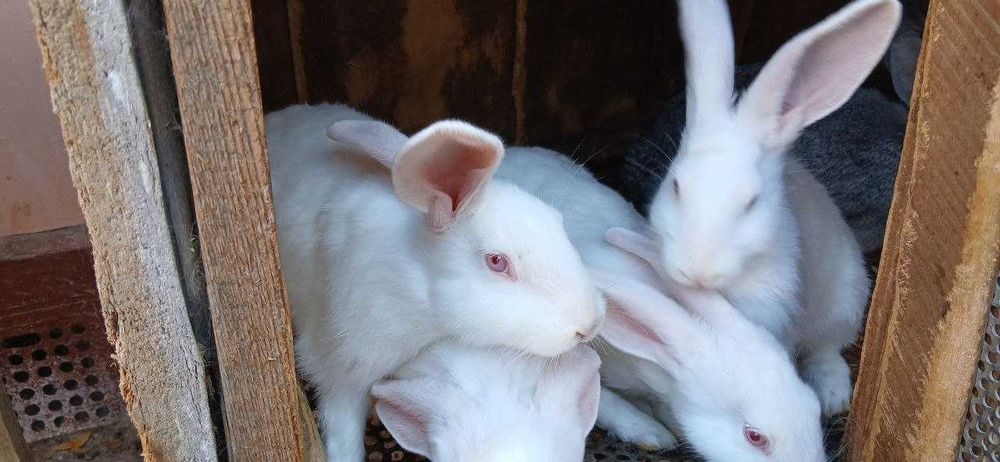 Кролики породистые (белый великан и шиншилла)