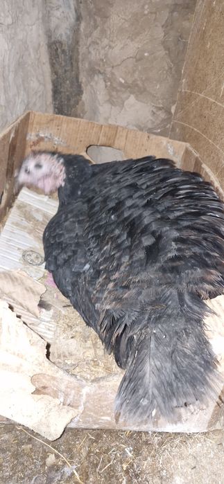 Курк индюк.Kurka kurk bolgan