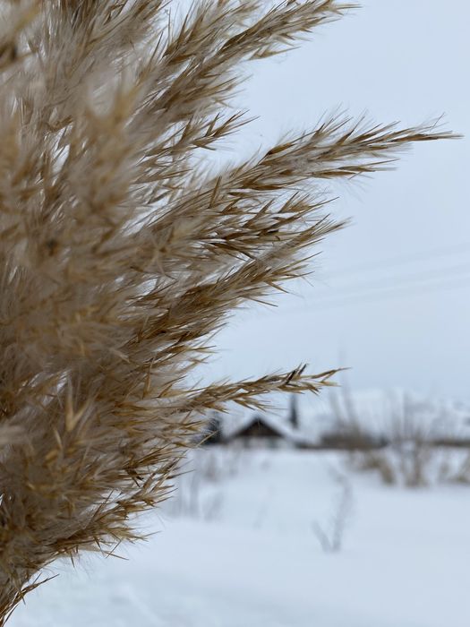 Сниму дачу на Бухтарме