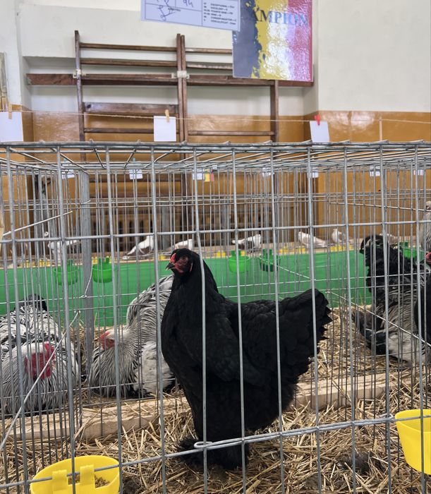 Vand pui gaina din rasele austrolop si brahma