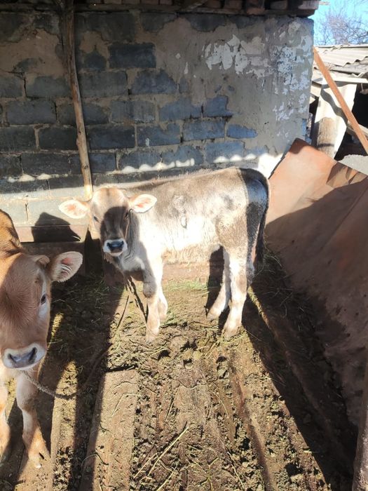 Продам теленка 6 месяцев
