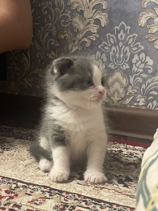 Zotli mushukcha