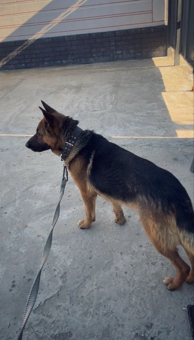 Немецский овчарка