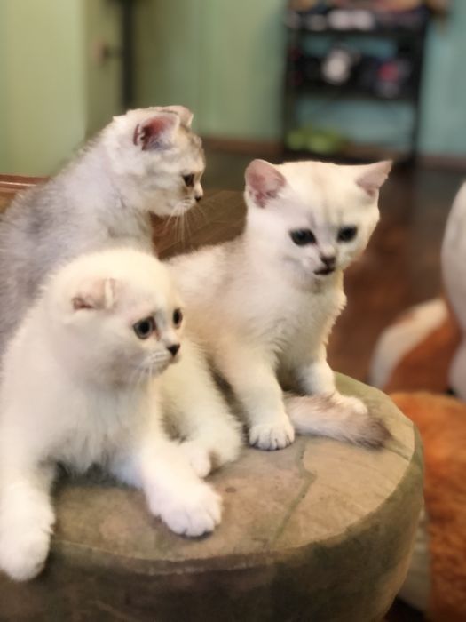 Шиншилловые котики