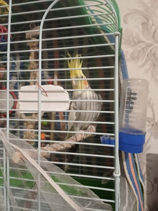 Продам попугая с клеткой