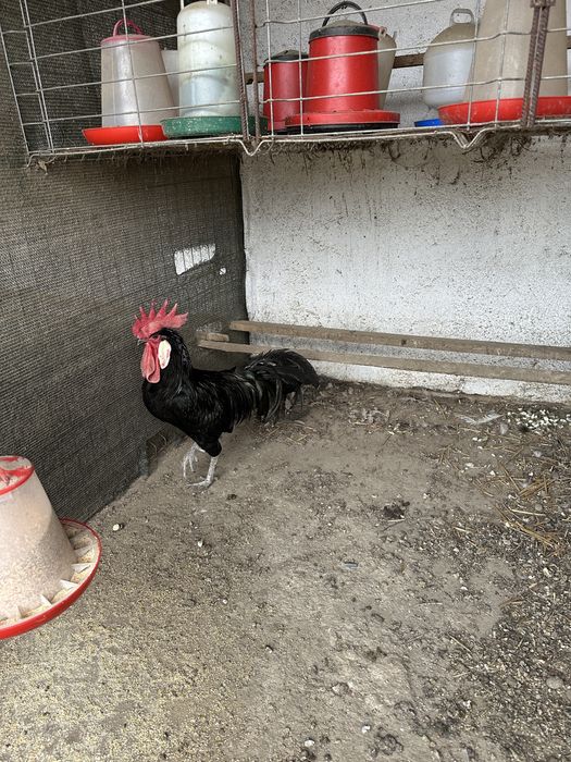 Cocos minorca din 2024