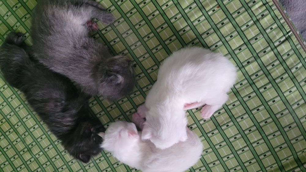 Котята шотландские вислоухие