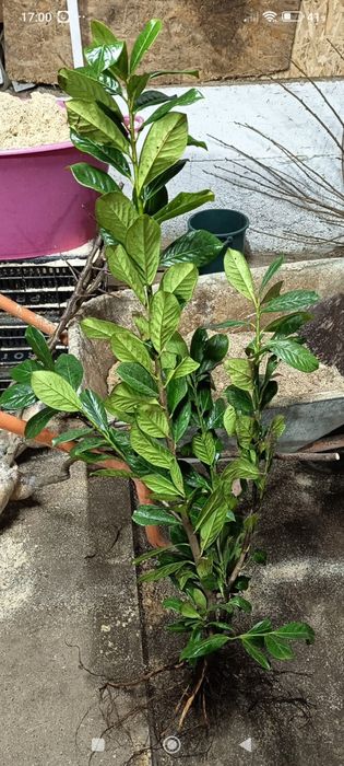 Vând laur englezesc 70-90 cm., trandafiri copac, pomii fructiferi etc., telefon 07539696477