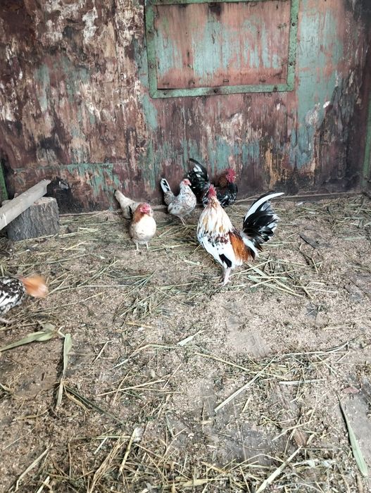 Карлики бентамка ситцевые