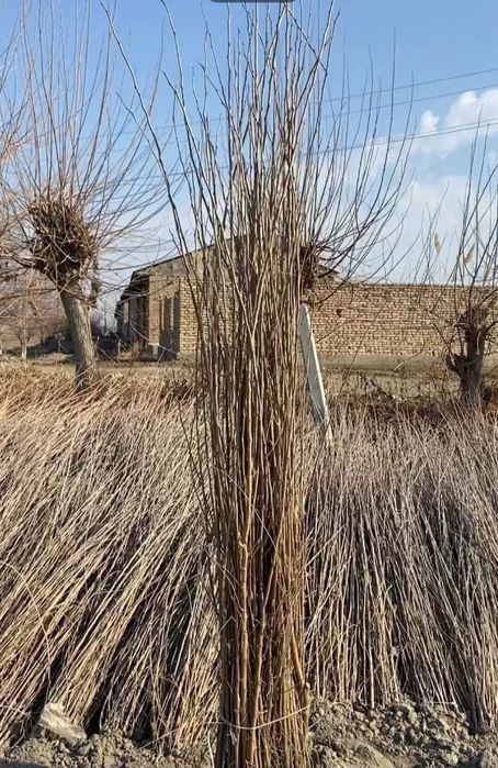 Tut kochatlari 1yillik2 yillik