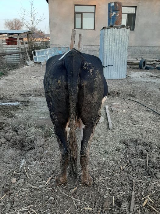 Сиыр сатылаты семіз
