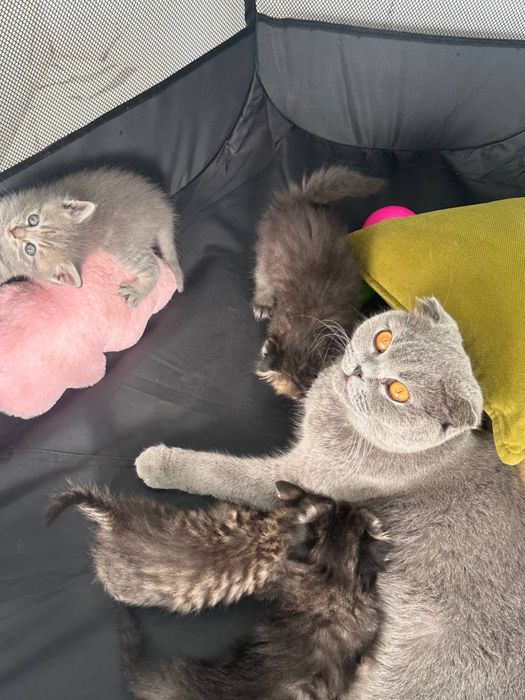 Котята британской породы папа длиношерстный страйт