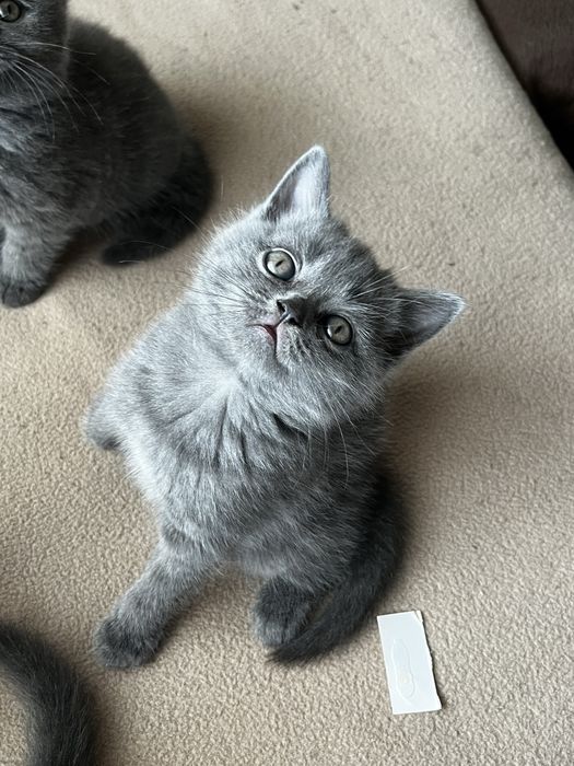 Британски котенца