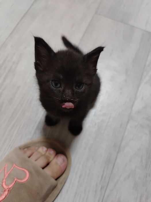 Отдам котёнка в добрые руки