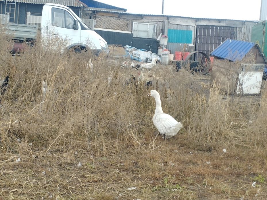 Продам    гусей  породестых