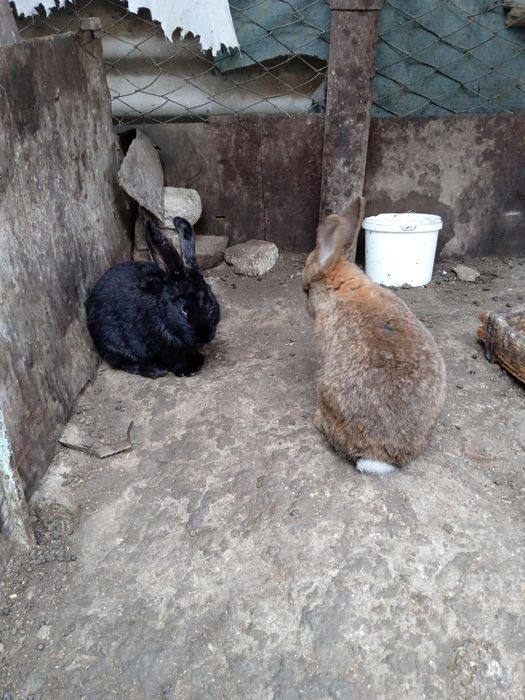 Продаются крольчата  3,5 месяца по 60000 тысяч сумов