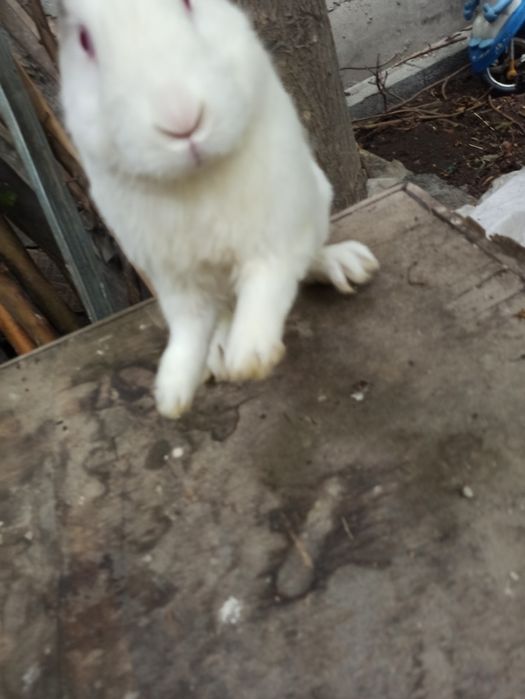 Zotdor serjun semis quyon sotiladi