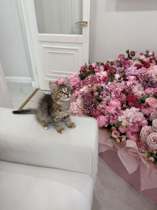 Котенок девочка ищет дом