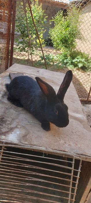 Velikan zotor quyoni