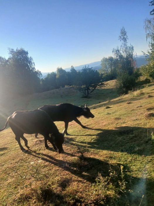 Vând taur de bivol și unu de vaca