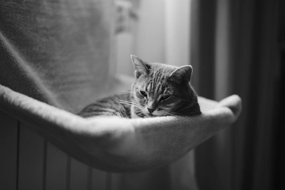 Voigtlander Nokton 50mm f1.5 ASPH - montura Leica M