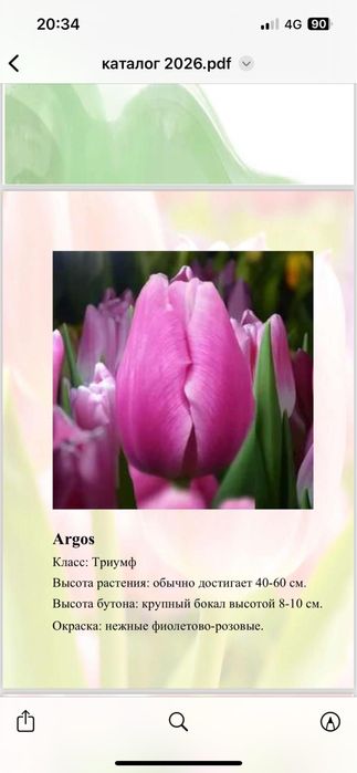 Тюльпаны свежие