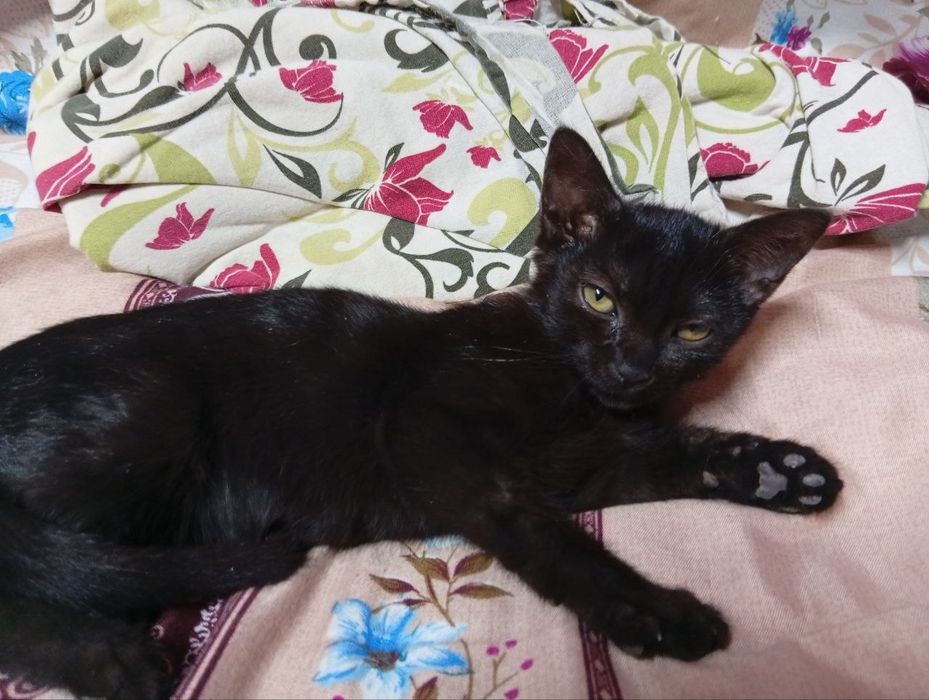 Котята даром 3 месяца