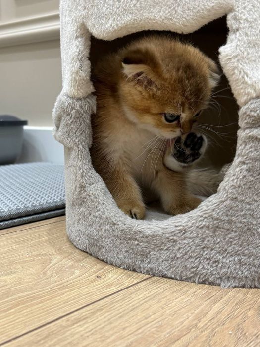 Кот.     кот        кот
